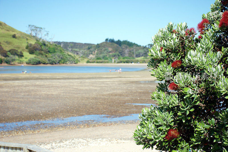 新西兰Pohutukawa &海景